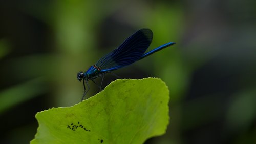 banded demoiselle  dragonfly  blue