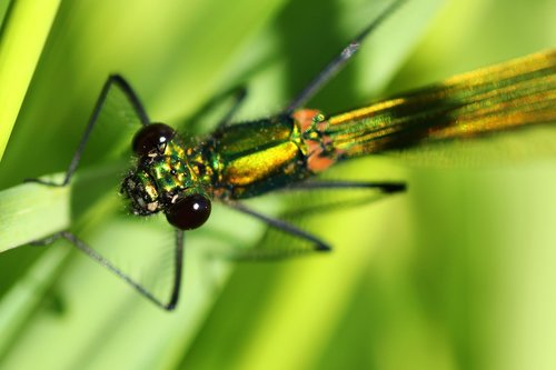 banded demoiselle  dragonfly  female