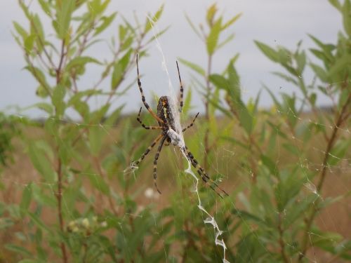 banded garden spider female web
