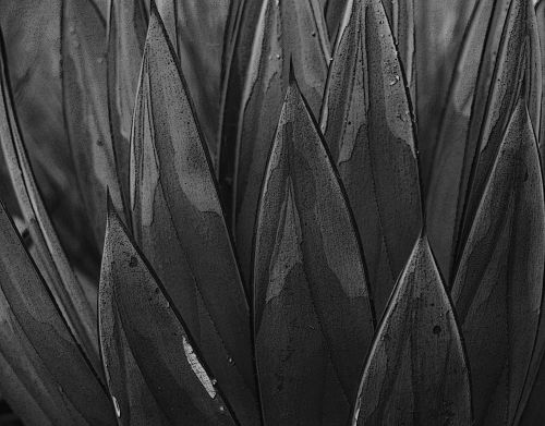 B&amp;amp;W Painted Succulent Background