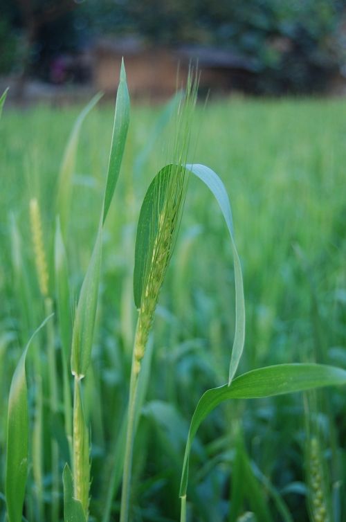 bangladesh photo border rice