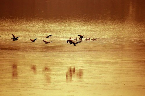 bangladesh  river  bird