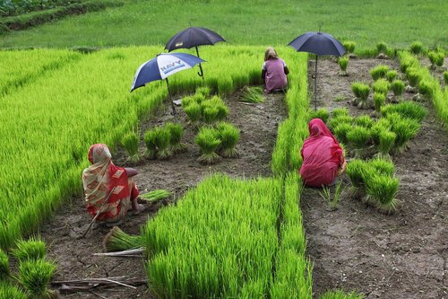 bangladesh  women  rice