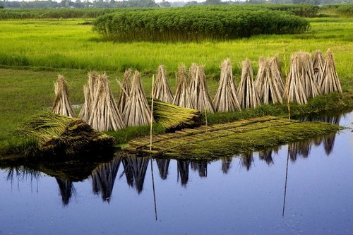 bangladesh  jute  village