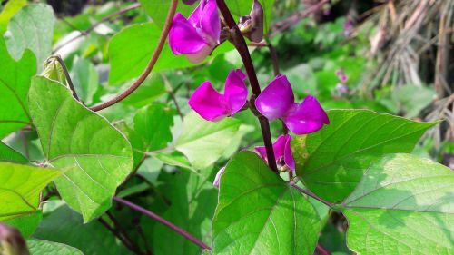 bangladeshi bean flower flower lilac