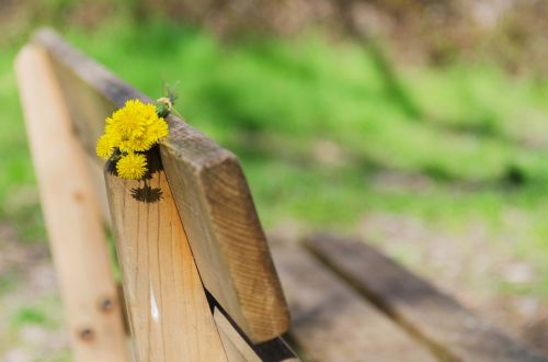 bank flowers yellow