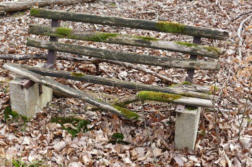 bank forest nature