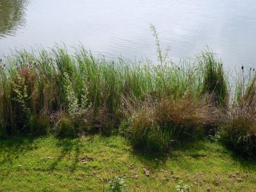 bank pond lake