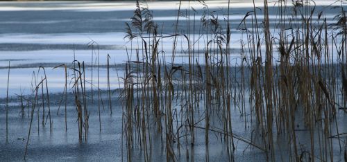 bank lake nature