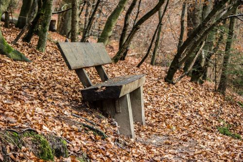 bank forest autumn