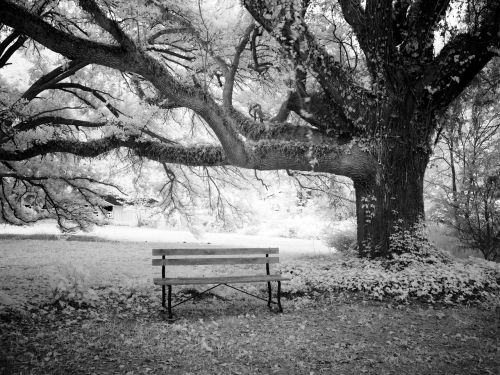 bank park bench tree