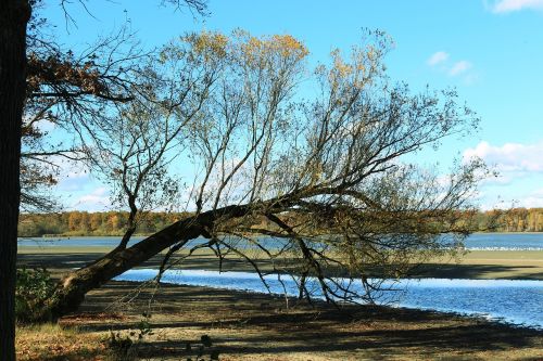 bank pond tree