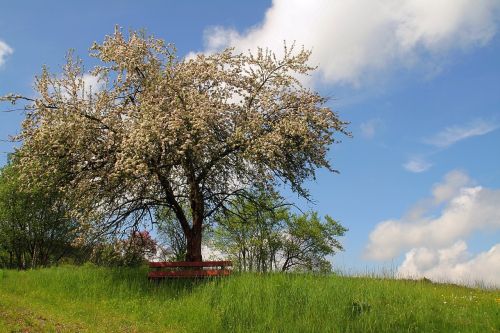 bank tree nature