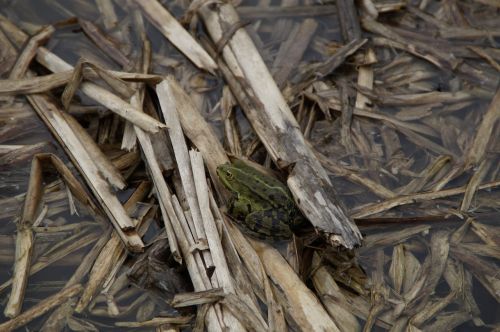 bank pond pond shore