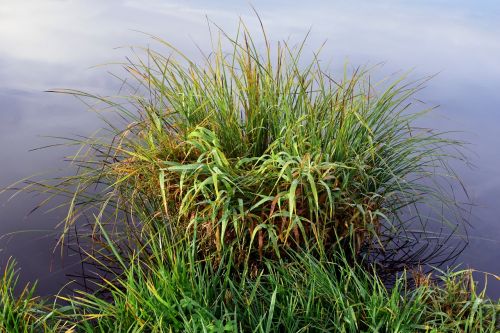 bank reed nature