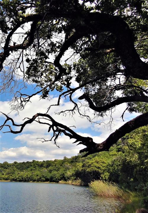 bank tree landscape