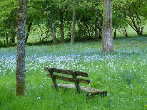 bank meadow nature