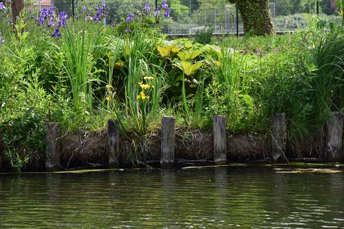 bank  plant  water