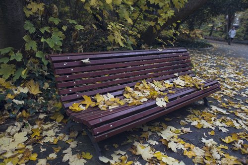 bank  leaves  autumn