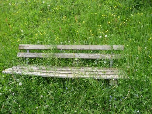 bank seat flower meadow