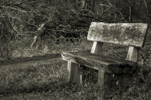bank forest bench