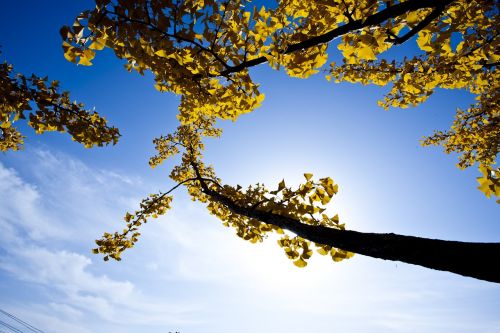 bank leaves ginkgo yellow