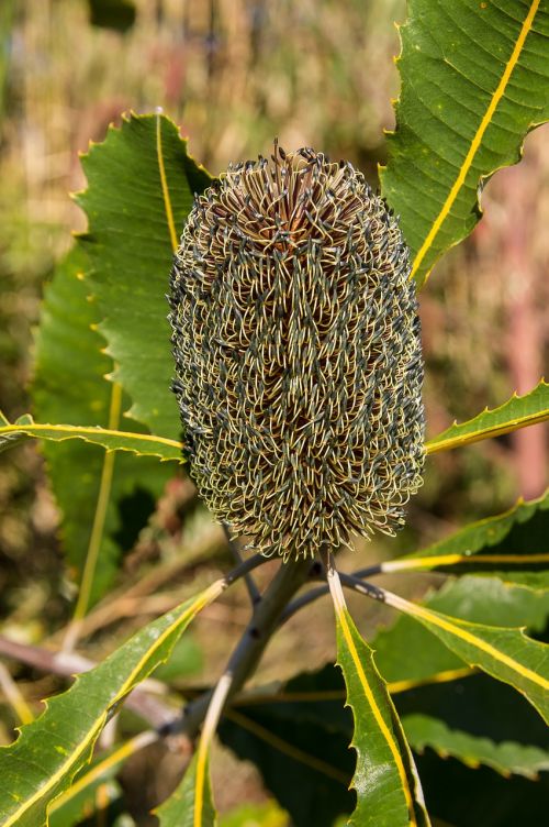 banksia flower seeds