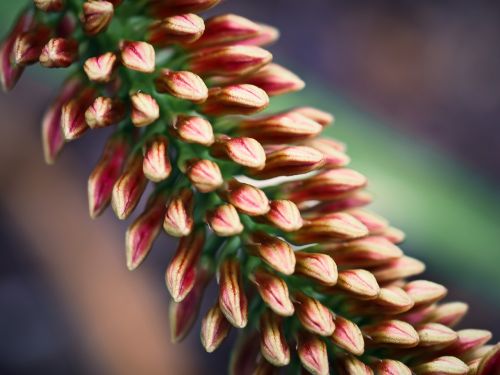 banksia plant bloom