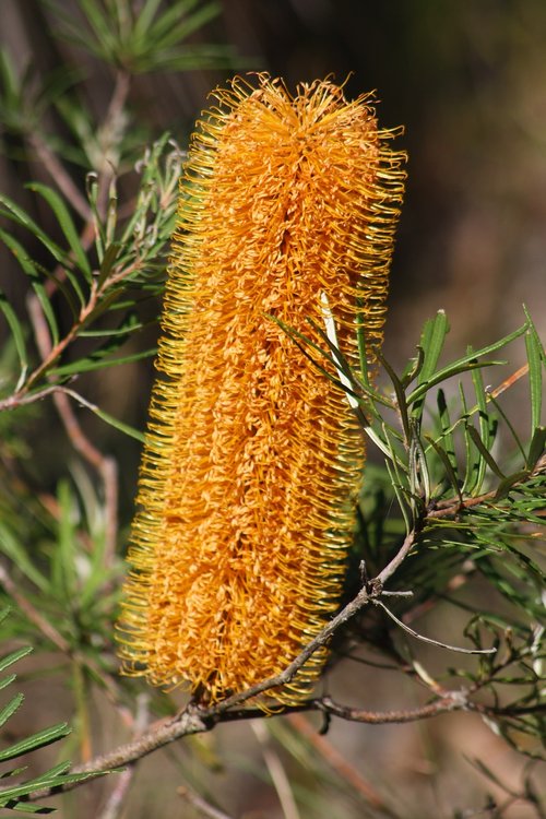 banksia  flower  yellow