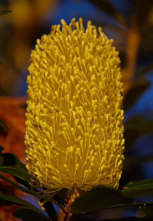 banksia flowers australia