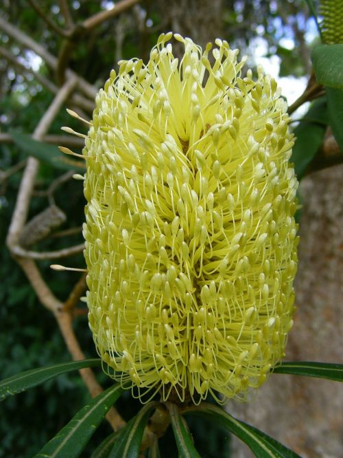 banksia flower banksia flower