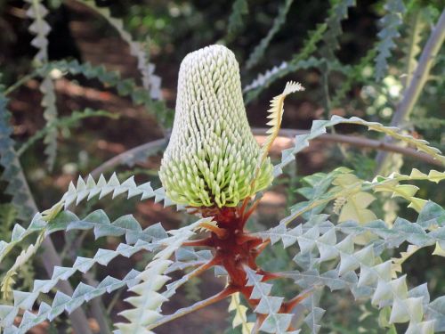 banksias flower nature