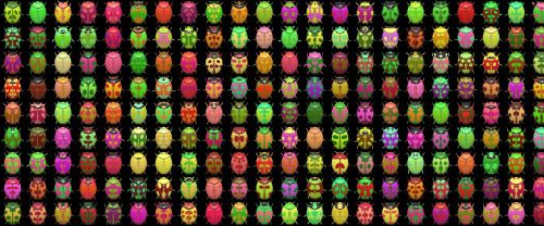 banner header beetles