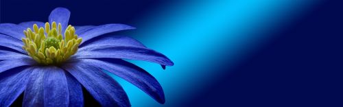 banner header flower blue