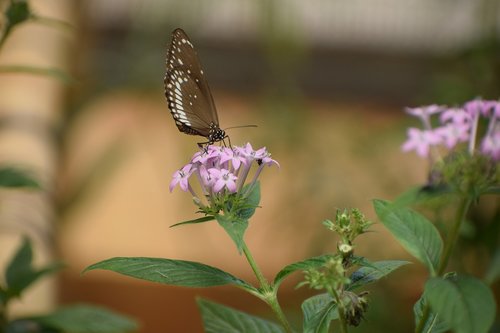 bannerghatta biological park  butterfly  nocturnal
