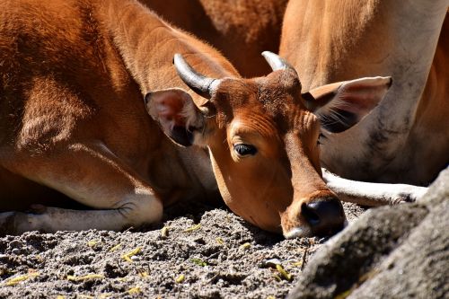 banteng beef bos javanicus