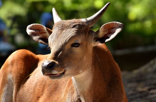 banteng beef bos javanicus