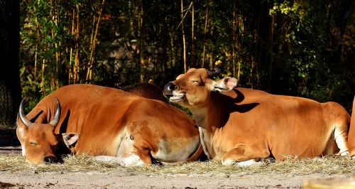 banteng beef bos javanicus