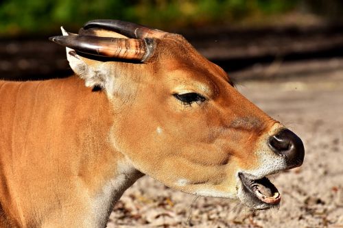 banteng beef bos javanicus