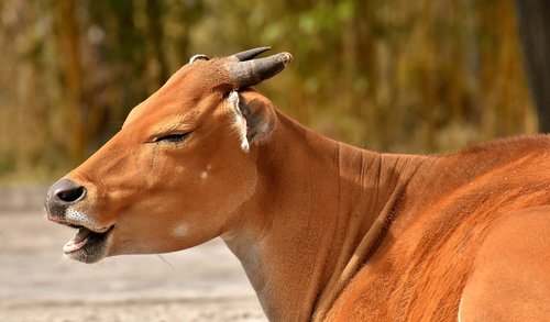 banteng  beef  bos javanicus