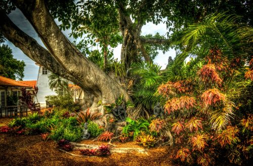 banyan tree south florida shangri-la