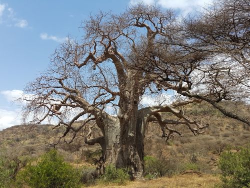 baobab africa tanzania