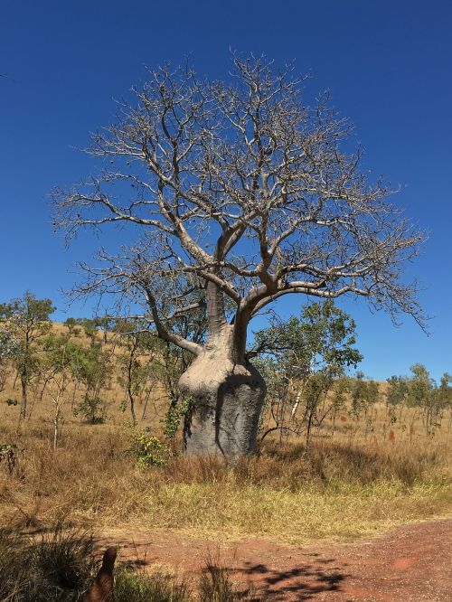 baobab tree australia