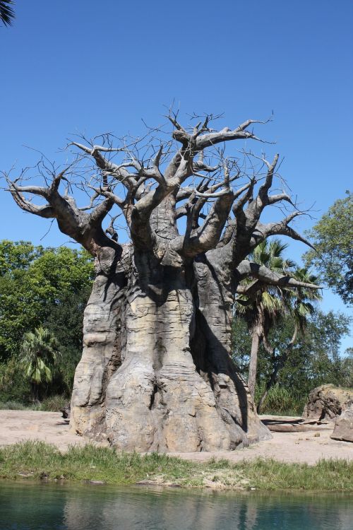 baobab tree sky