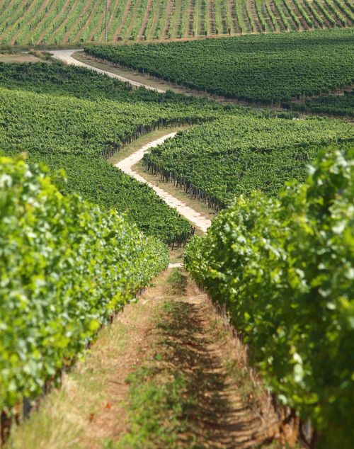 baranya wine region kisharsány