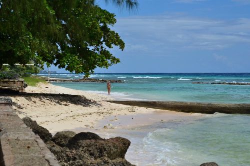 barbados beach palm trees