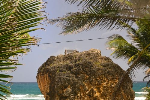 barbados palm trees beach