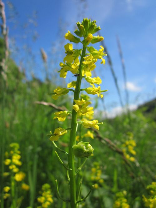 barbarea vulgaris bittercress herb barbara