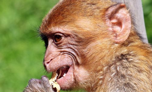 barbary ape monkey primate