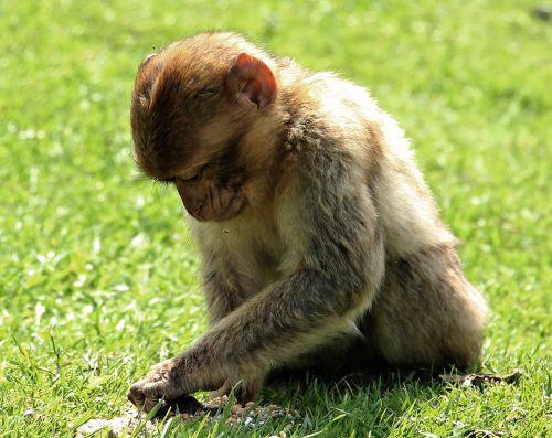 barbary ape monkey primate